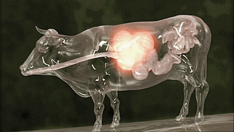 Gläsernes Modell eines Rinds: Zu sehen ist der Verdauungstrakt von der Speiseröhre bis zum Darm. (Foto: SWR/WDR – Animation aus der Sendung)