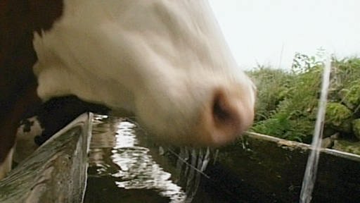 Eine Kuh trinkt aus einer Wasserrinne (Foto: SWR/WDR – Print aus der Sendung)