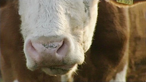 Nahaufnahme einer Kuh beim Kauen. (Foto: SWR/WDR – Screenshot aus der Sendung)