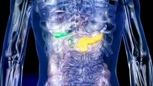 Gläserndes Modell eines Menschen, bei dem die Gallenblase (links, grün) und die Bauchspeicheldrüse (rechts, gelb) zu sehen sind. (Foto: SWR/WDR – Screenshot aus der Sendung)