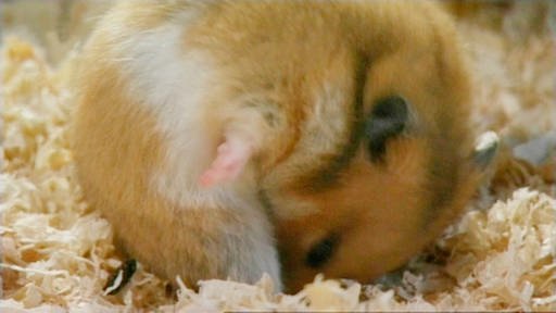 Hamster mit hellbraun-weißem Fell, der inmitten von Streu sitzt und seinen Kot frisst. (Foto: SWR/WDR – Screenshot aus der Sendung)