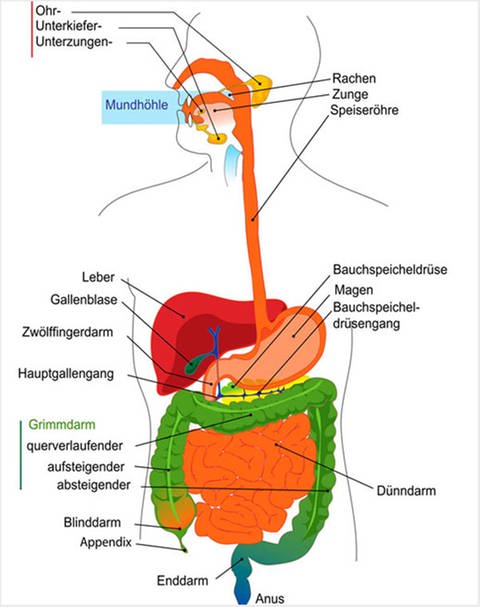 Farbige grafische Darstellung der Verdauungsorgane und ihrer Lage beim Menschen. Die einzelnen Organe sind beschriftet. (Foto: Mariana Ruiz Villarreal)