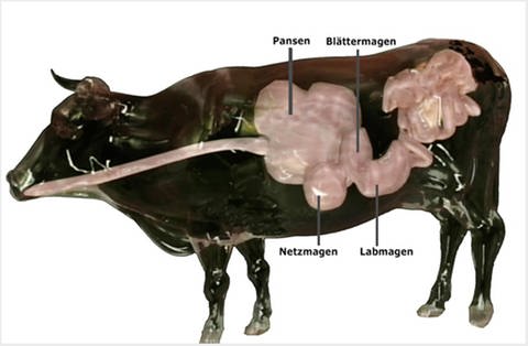 Modell eines Rindes, bei dem der Verdauungstrakt sichtbar ist – die vier Mägen sind beschriftet. (Foto: SWR/WDR – Print aus der Sendung)