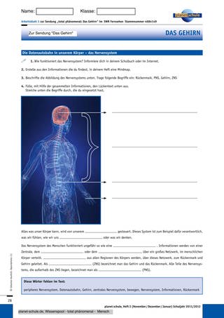 Arbeitsblatt 1: Das Nervensystem (Foto: )