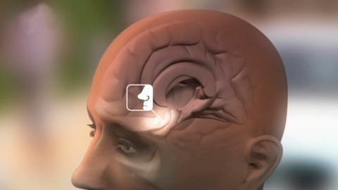 Modell eines Gehirns, über dem Auge ist ein Nasen-Symbol eingeblendet. (Foto: SWR – Screenshot aus der Sendung)