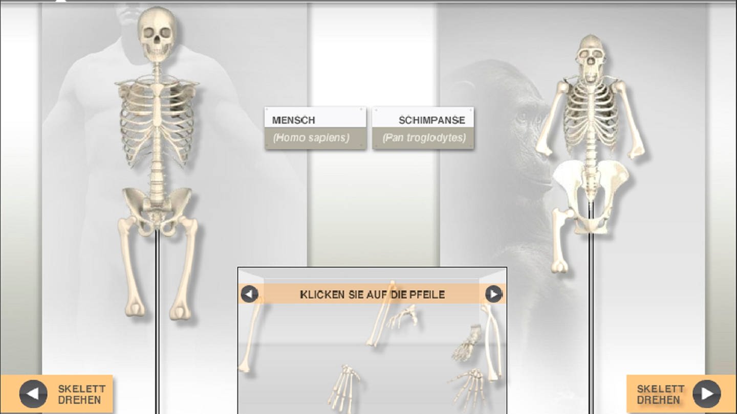 Startscreen des Lernspiels Skelettbaukasten (Foto: SWR)