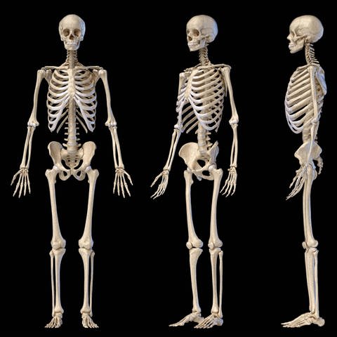 Menschliches Skelett (Foto: SWR / Imago / Panthermedia)