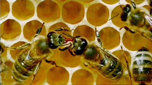Mehrere Bienen sitzen auf einer Wabe. (Foto: SWR/WDR – Screenshot aus der Sendung)