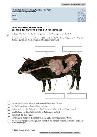 Arbeitsblatt 3: Der Rindermagen (Foto: )