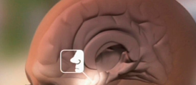 Querschnitt eines Gehirns. (Foto: SWR – Screenshot aus der Sendung)