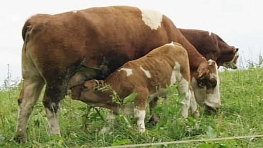Kühe stehen auf einer Wiese. Ein Kalb trinkt bei seiner Mutter.