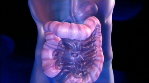 Um den Dünndarm herum liegt röhrenförmig der Dickdarm.