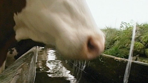 Eine Kuh trinkt aus einer Wasserrinne