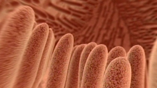 3D-Animation des menschlichen Dünndarms.