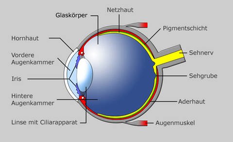 Grafik: Aufbau des menschlichen Auges (Foto: SWR)