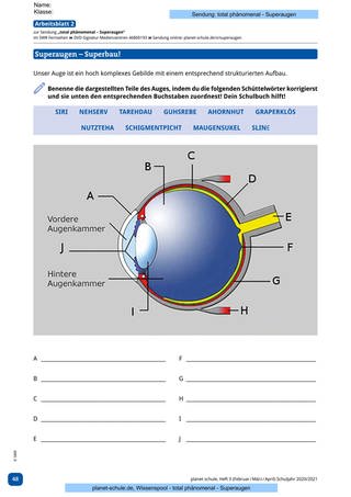 Arbeitsblatt 2: Aufbau des Auges (Foto: )