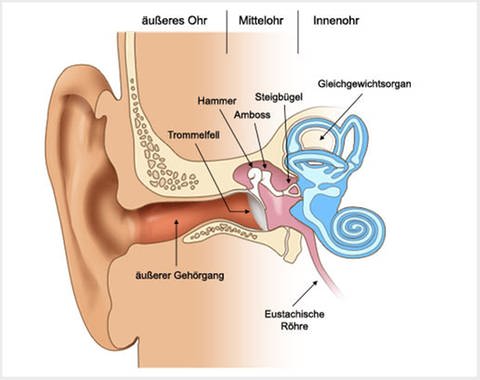 Grafik: Der Aufbau des menschlichen Ohrs (Foto: SWR)