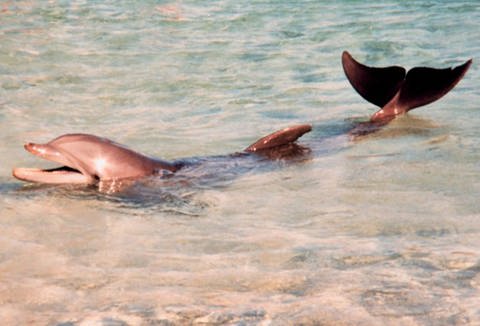 Delfin (Foto: NOAA)