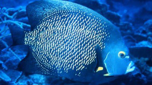 Fisch im Korallenriff (Foto: NOAA; OAR; National Undersea Research Program (NURP))