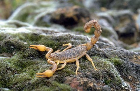 Skorpion (Foto: picture-alliance / dpa)