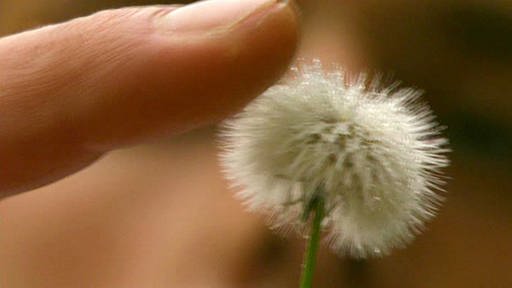 Finger berührt Samen einer verblühten Pflanze. (Foto: SWR/WDR – Screenshot aus der Sendung)