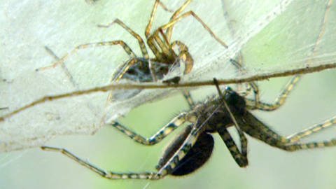 Spinnenpärchen (Foto: SWR)