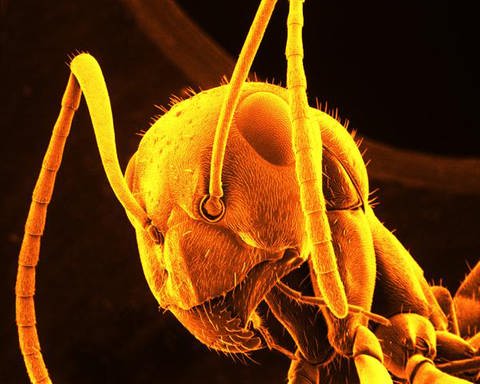 Ameisenfühler (Foto: picture-alliance)
