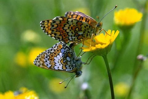 Schmetterlinge (Foto: SWR)