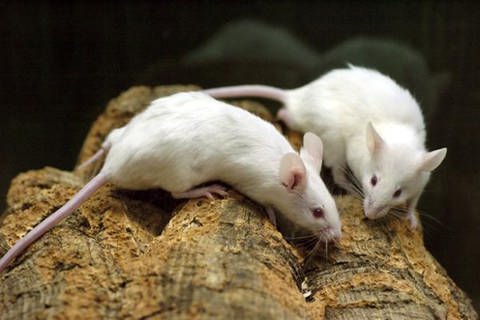 Es sind zwei weiße Ratten zu sehen (Foto: SWR)