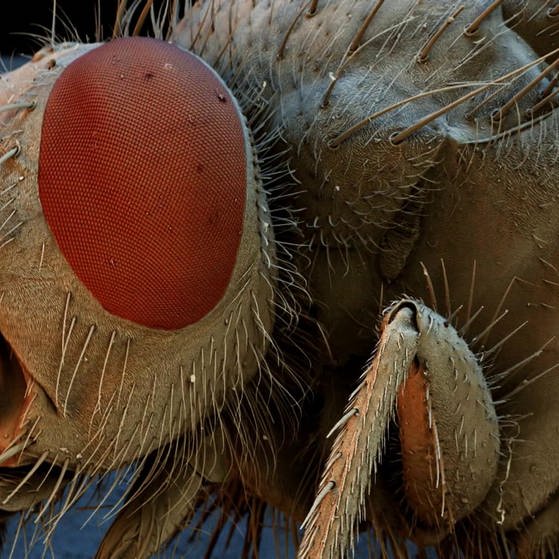 Makroaufnahme eines Insektenkopfs mit Facettenauge. (Foto: SWR – Screenshot aus der Sendung)