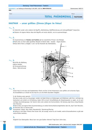 Arbeitsblatt 3: Die Haut  – unser größtes (Sinnes-)Organ im Fokus!