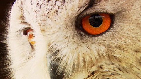 Augen einer Eule.