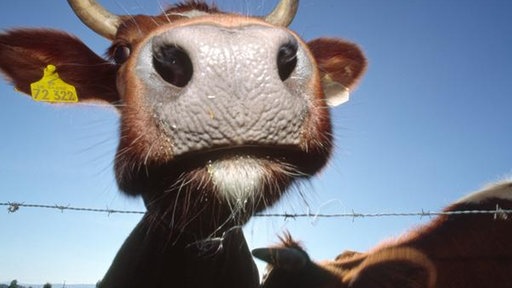 Eine Kuhschnauze in Nahaufnahme