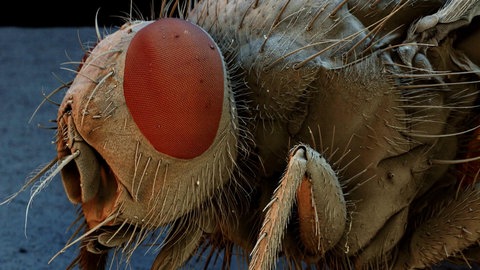 Makroaufnahme eines Insektenkopfs mit Facettenauge.