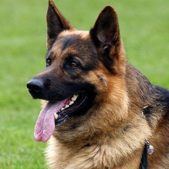 Ein hechelnder Schäferhund auf einer Wiese