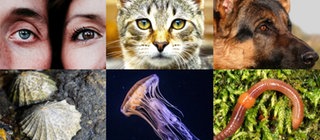 Augenbaukasten Wer sieht wie? Augentypen