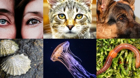 Augenbaukasten Wer sieht wie? Augentypen