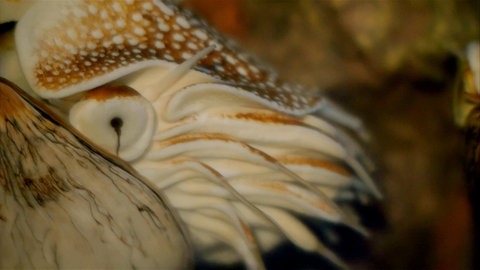 Nahaufnahme: Auge des Nautilus.