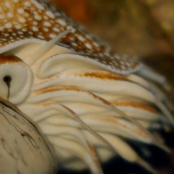 Nahaufnahme: Auge des Nautilus.