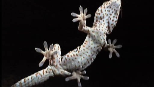 Sicht durch eine Glasscheibe auf einen Gecko, der diagonal an der Scheibe hängt. (Foto: SWR – Screenshot aus der Sendung)