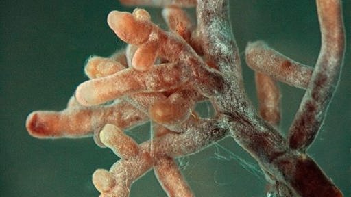 Wurzelstück, das von einem rötlich-brauen Pilz umsponnen ist. An der Oberfläche sind ein dünner weißer Flaum und einige Spinnweben-artige Fäden zu sehen. (Foto: www.biomedcentral.com)