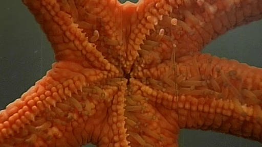 Aufnahme der Unterseite eines orangefarbenen Seesterns. (Foto: SWR)