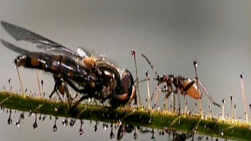 Blatt einer Wanzenpflanze mit dünnen Tentakeln, an deren Ende ein glänzender kleiner Tropfen sitzt. Auf dem Blatt klebt eine Stubenfliege, eine kleine Wanze krabbelt auf sie zu. (Foto: SWR – Print aus der Sendung)