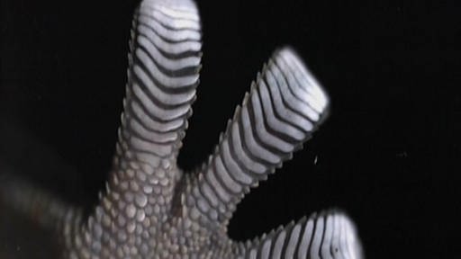 Drei Zehen eines Geckofußes, Ansicht von unten vor dunklem Hintergrund. Die Zehen biegen sich an den Enden leicht zurück. (Foto: SWR – Print aus der Sendung)