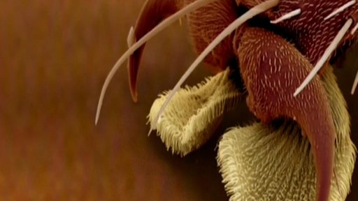 Mikroskopisch vergrößerte Aufnahme vom Haftorgan einer Stubenfliege. Man sieht eine der beiden Krallen sowie Polster mit feinen Härchen.