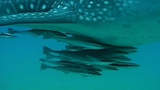 Mehrere Schiffshalter haben sich an der Unterseite eines größeren Fischs angesaugt und lassen sich mitziehen.