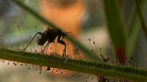 Eine kleine, langbeinige Wanze läuft auf dem Blatt einer Wanzenpflanze zwischen den klebrigen dünnen Tentakeln.