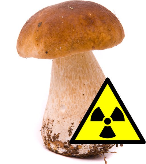 Pilz, davor Warnzeichen für Radioaktivität. (Foto: colourbox (1); Public Domain (1); Montage: Frietsch)