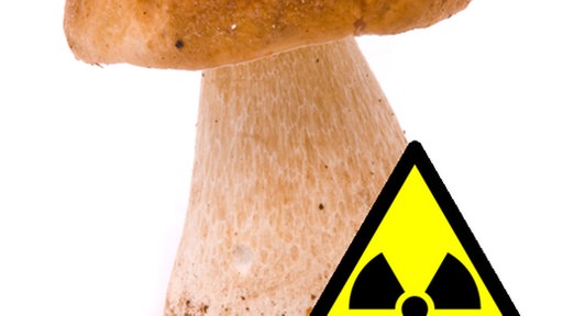Pilz, davor Warnzeichen für Radioaktivität.