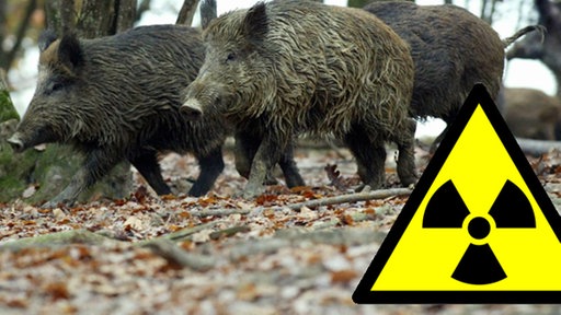 Wildschweine, davor Warnzeichen für Radioaktivität.